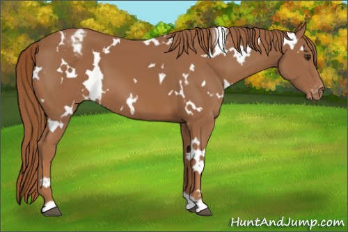 Horse Color:White Spotted Chestnut Appaloosa 
