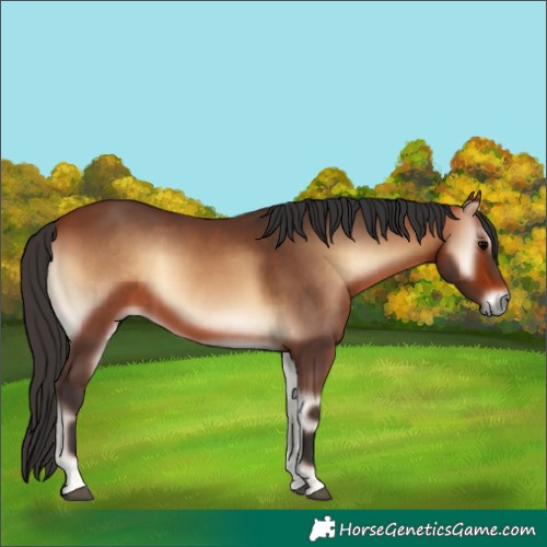 Horse Color:Bay Onyx 