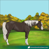Horse Color:Liver Chestnut Mushroom 