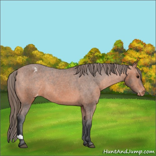 Horse Color:Bay Mushroom Appaloosa 