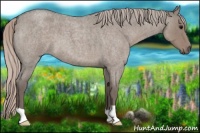 Horse Color:Silver Grullo Roan 