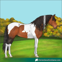 Horse Color:Brown Tobiano 
