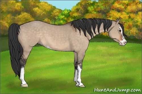 Horse Color:Brown Dun Sabino