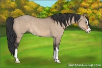 Horse Color:Brown Dun Sabino 
