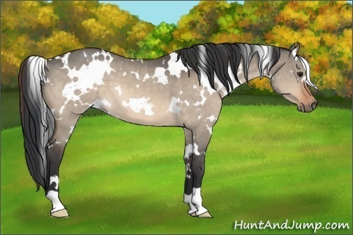 Horse Color:White Spotted Brown Dun 