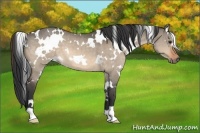 Horse Color:White Spotted Brown Dun 