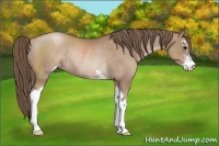 Horse Color:Black Pearl Sabino Rabicano 