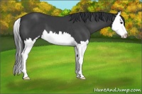 Horse Color:Black Sabino Splash 