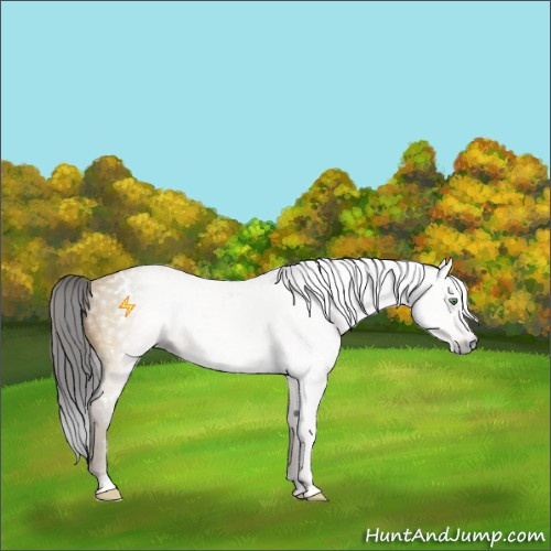 Horse Color:Gray White Spotted Amber Cream Champagne Sabino 