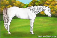 Horse Color:Gray White Spotted Gold Champagne Roan Splash 