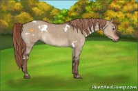 Horse Color:White Spotted Liver Red Dun Rabicano Brindle 