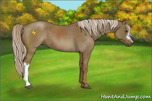 Horse Color:Chocolate Palomino Roan 