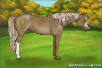 Horse Color:Chocolate Palomino Roan 