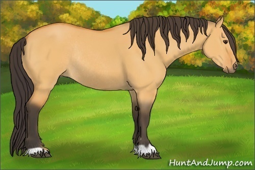 Horse Color:Buckskin Dun Rabicano 