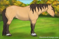 Horse Color:Buckskin Dun Rabicano