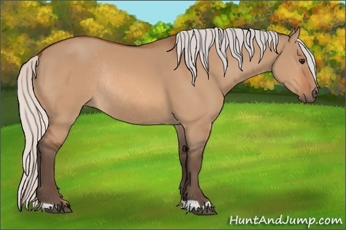 Horse Color:Silver Bay Dun Rabicano 