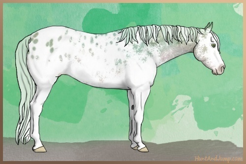 Horse Color:Watercolor White Spotted Silver Classic Cream Champagne Ice Appaloosa 