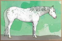 Horse Color:Watercolor White Spotted Silver Classic Cream Champagne Ice Appaloosa