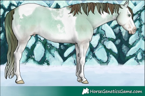 Horse Color:Plaid  Gold Champagne Onyx Sabino Splash Tobiano 