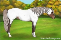 Horse Color:Silver Black Appaloosa Rabicano 