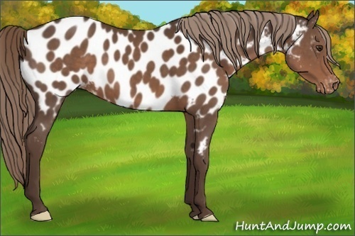 Horse Color:Liver Chestnut Near Leopard 