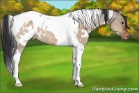 Horse Color:White Spotted Brown Dun Tobiano Appaloosa