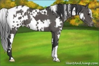 Horse Color:White Spotted Black Blanket 