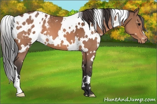 Horse Color:White Spotted Bay Appaloosa 
