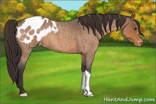 Horse Color:Buckskin Roan Appaloosa 