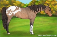 Horse Color:Buckskin Roan Blanket 