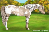 Horse Color:White Spotted Chocolate Palomino Pearl Appaloosa 