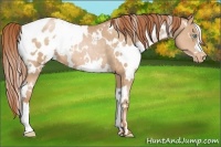 Horse Color:White Spotted Buckskin Pearl Blanket 