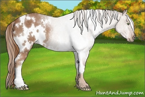 Horse Color:White Spotted Chestnut 