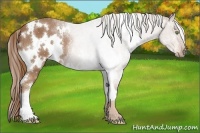 Horse Color:White Spotted Chestnut 
