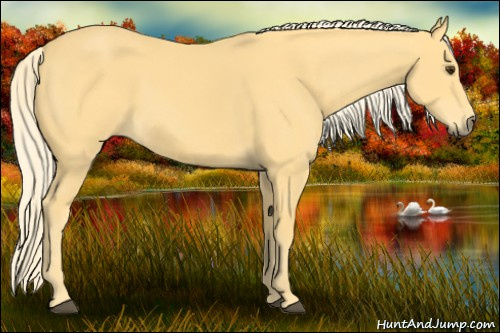 Horse Color:Palomino