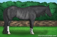 Horse Color:Black Rabicano