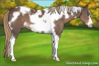Horse Color:White Spotted Liver Chestnut Tobiano Frame Appaloosa 