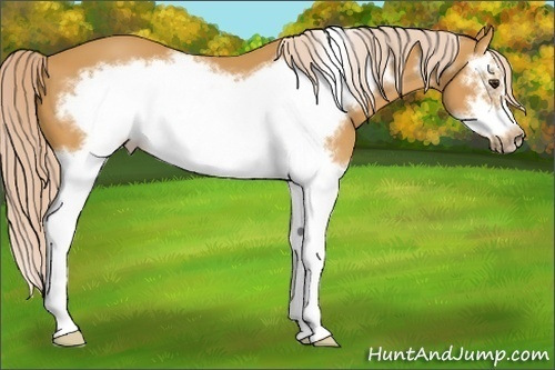 Horse Color:Palomino Splash Frame 