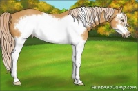 Horse Color:Palomino Splash Frame 