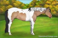 Horse Color:Brown Dun Tobiano 