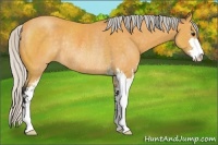 Horse Color:Silver Buckskin Sabino Rabicano 