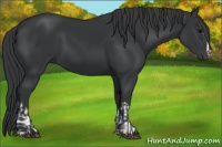 Horse Color:Black and Black