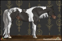 Horse Color:Liver Chestnut Tobiano Appaloosa 