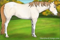 Horse Color:Classic Champagne Pearl Dun Sabino Appaloosa 