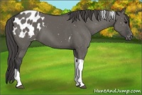 Horse Color:Grullo Tobiano Appaloosa 