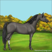Horse Color:Grullo