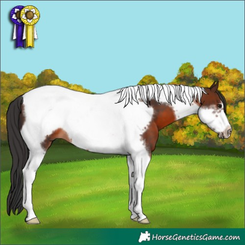 Horse Color:Brown Tobiano Frame 