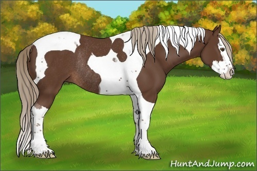 Horse Color:Liver Chestnut Splash Tobiano Rabicano 
