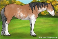 Horse Color:Bay Sabino