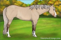 Horse Color:Silver Bay Dun Sabino Rabicano 